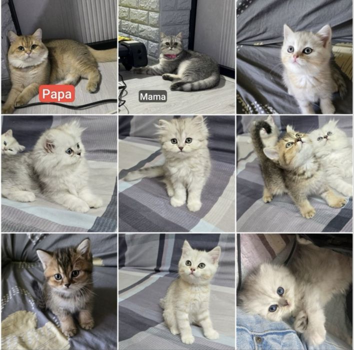 Британские шиншиллы чистокровные