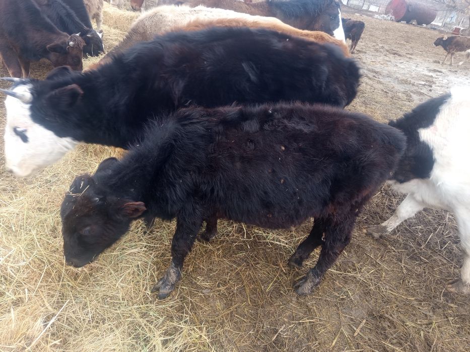 Продаётся 9 бечкоф 1 телка