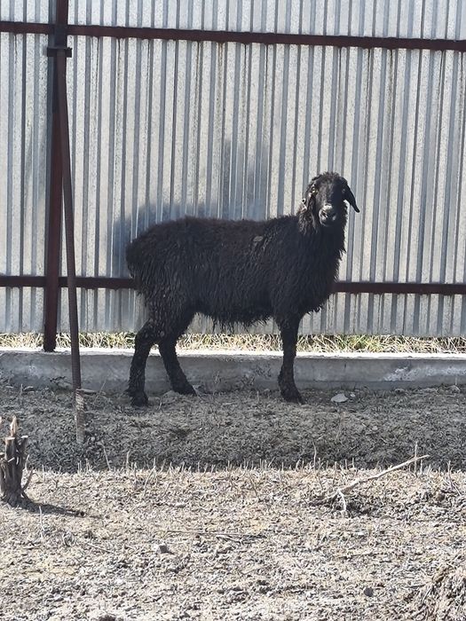 Продаю барануху домашнюю