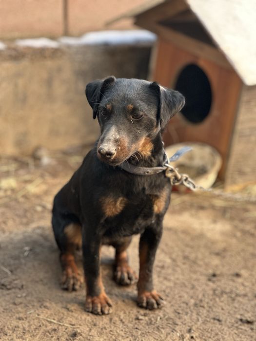 Ягтерьер рабочий