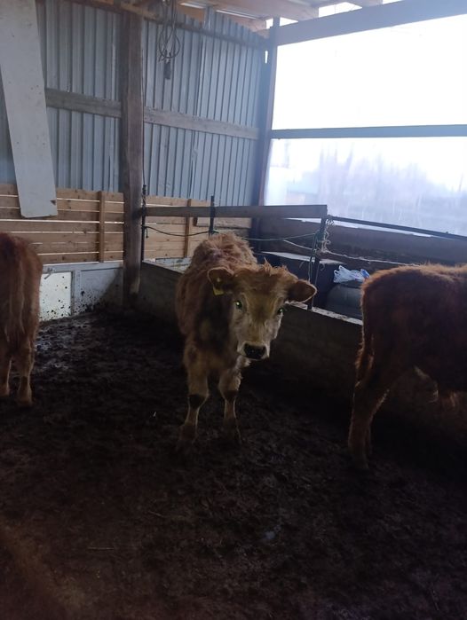 Бузаулар сатылады