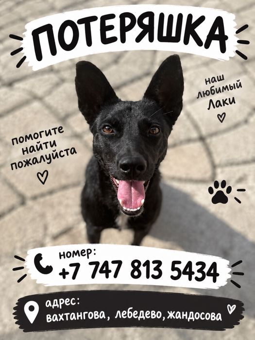 потеряшка лаки алматы