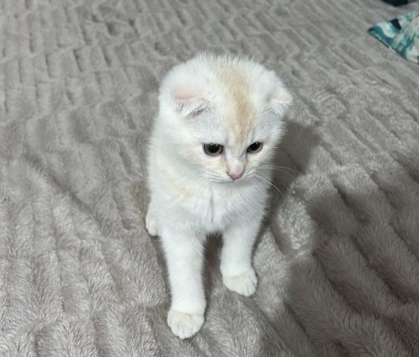 Kotyonok shinahilla fold srochna prodayotsa