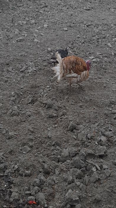 Нар Курка сотилади