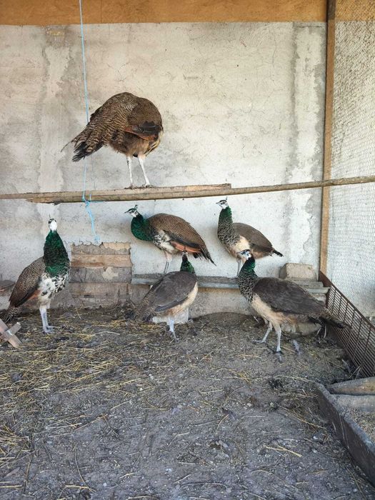 Animale de companie și pasari