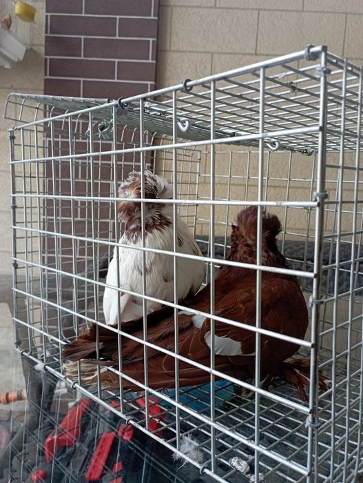 Продам Бухарских голубей цена 1 миллион милл