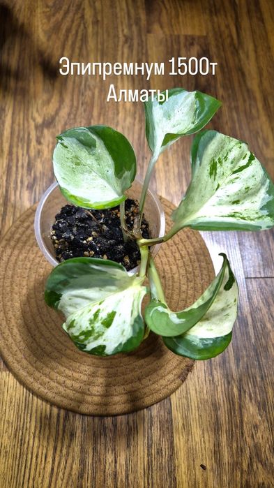 Комнатные растения