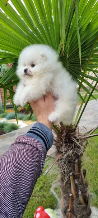 Померан померанче