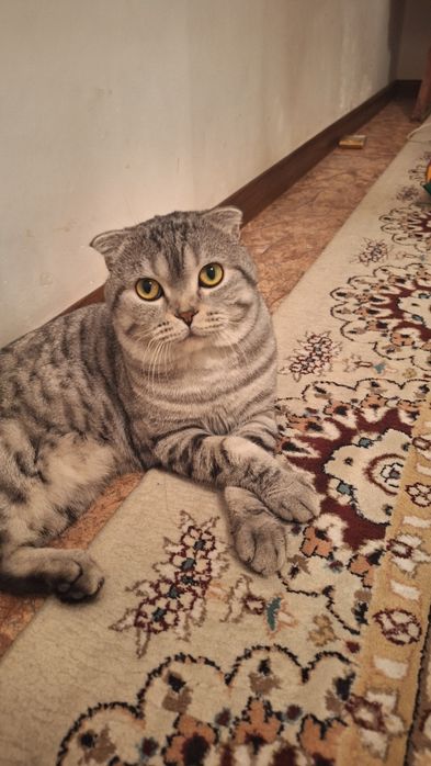 Продаётся кот шотланская веслоухлоя
