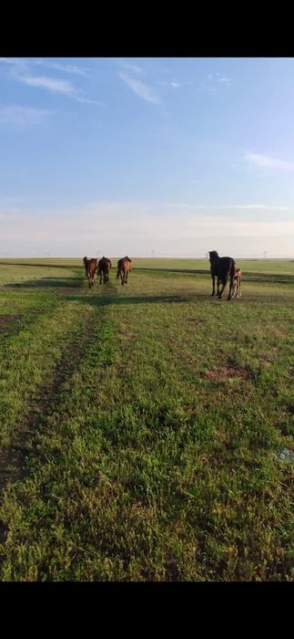 Продам дойных лошадей