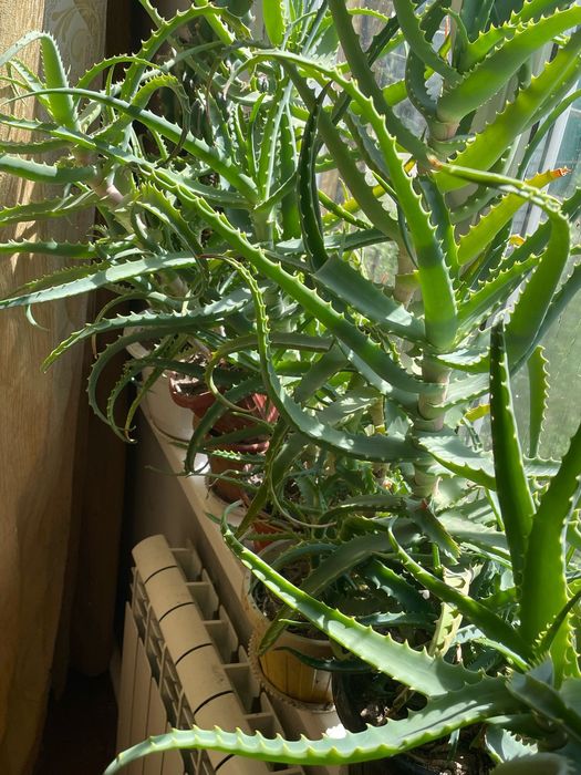 Продам цветы в горшках