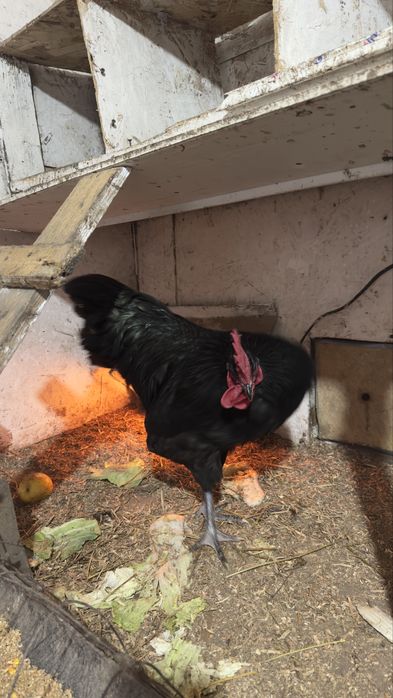 Продам петушка джерсийский гигант