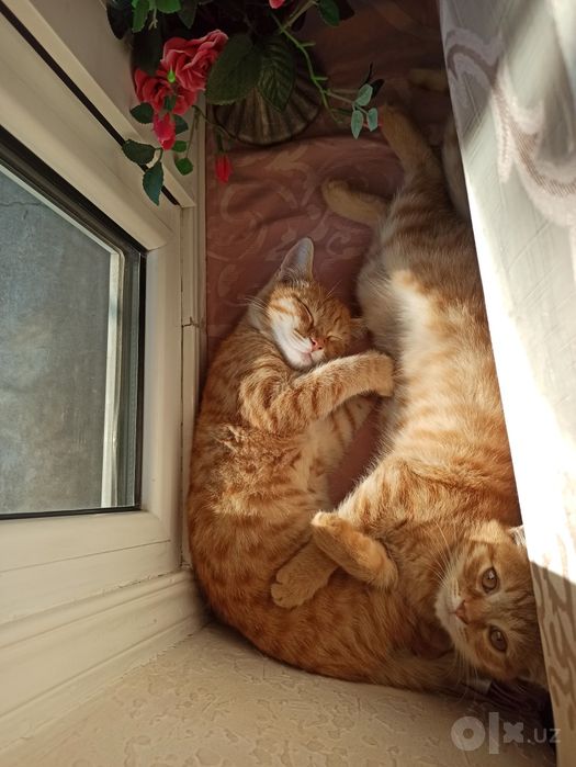 Отдам Домащние Котята