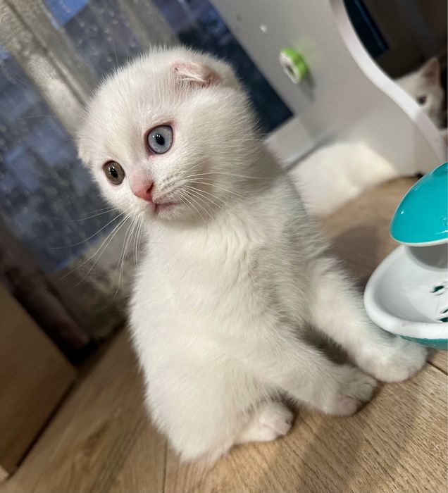 Motanel Scottish Fold unic - ochi diferiti aramiu/albastru. Pitesti ...