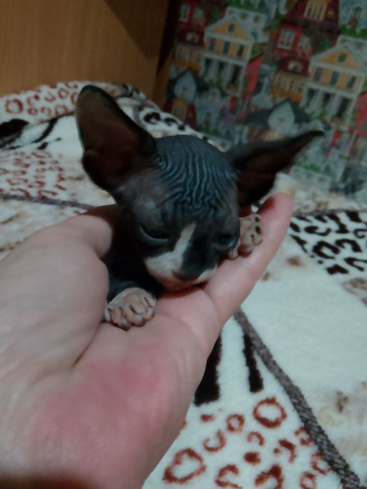 Котята сфинкс мальчики