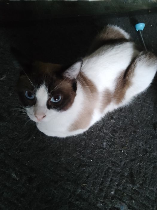 Котята милые, ласковые!