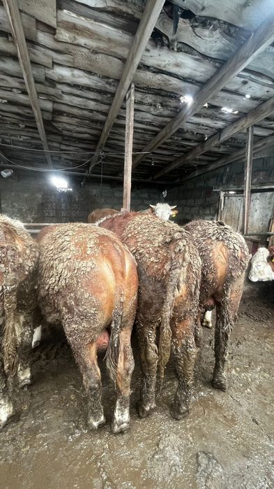 Бұқа Бычки откорм