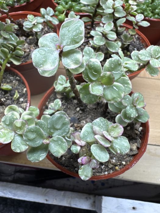 Продам партулакарию вариегатную!