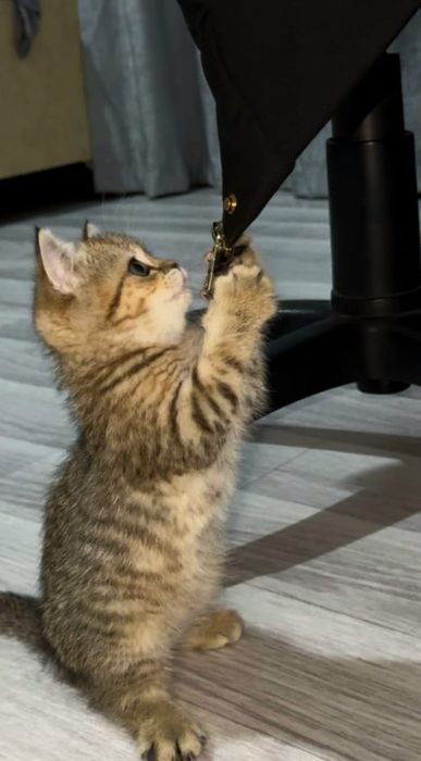 Кошечки шотландские