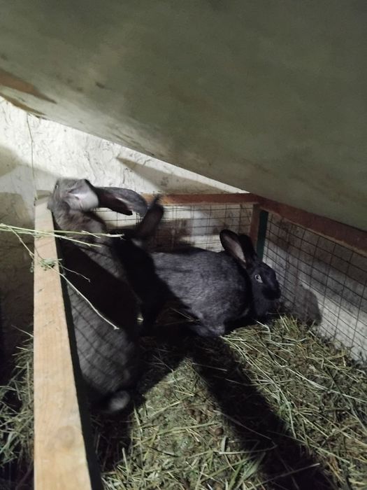 Кролик продаётся