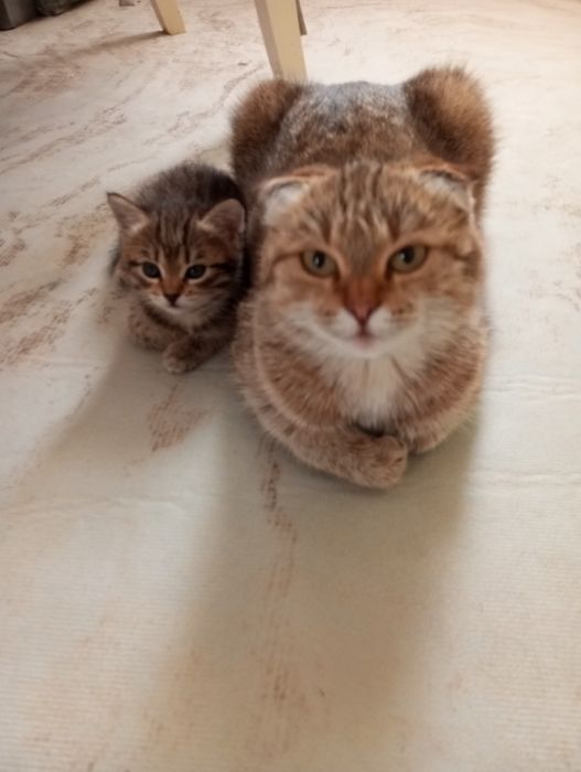 Отдам даром котенка