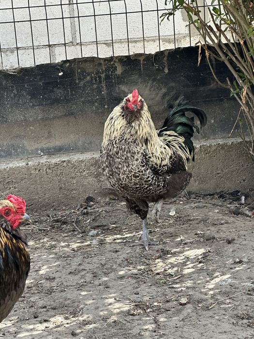 Gaini si cocosi de vanzare