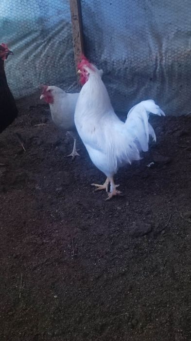 Продавам петли на осем месеца.