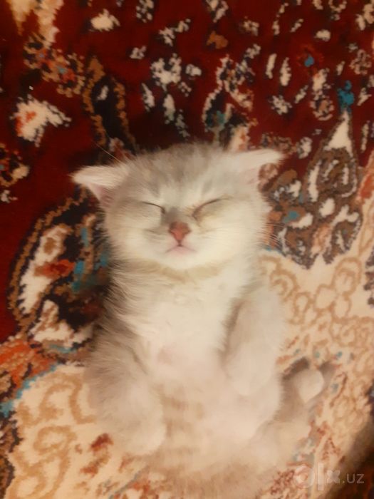 Parodni mushiklar sotiladi