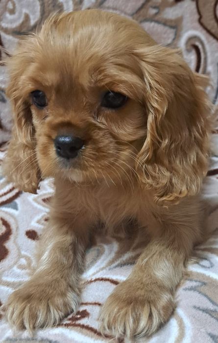 Кавалер кинг Чарльз спаниель мальчики и девочки