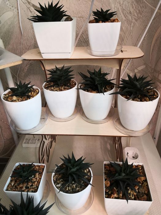 Продам комнатные растения