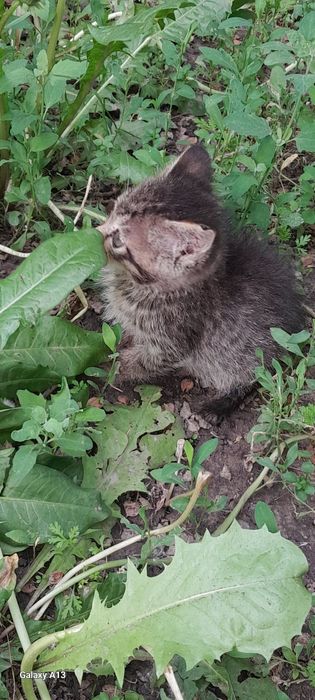 Отдам котёнка в добрые руки