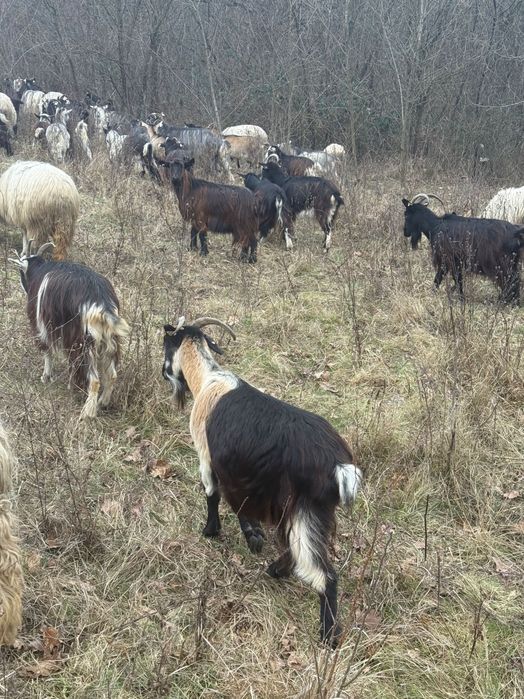 Ovine .și caprine de vnzare preț negociabil  sunați telefon.0740964412 din Satu Mare județul .C…..O