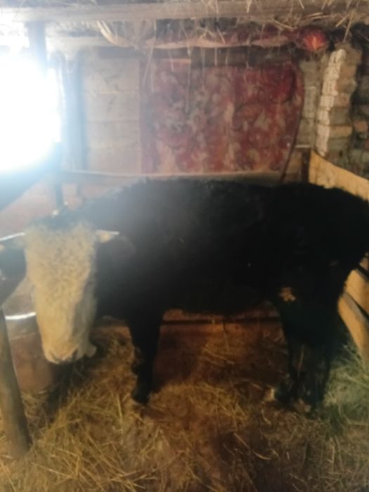 Продам бычков и тёлка