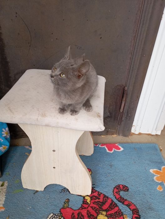 Отдам котенка в добрые руки