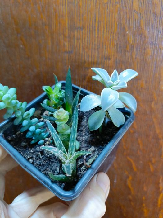 Продам цветочки по 500 тг!