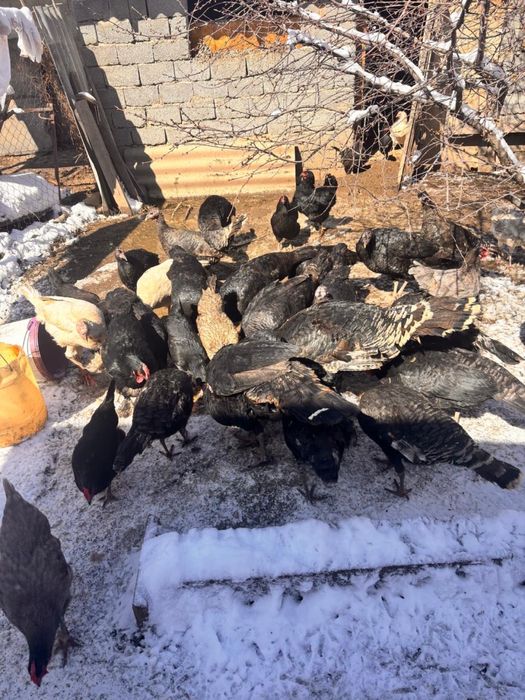 Индюки самки продаю