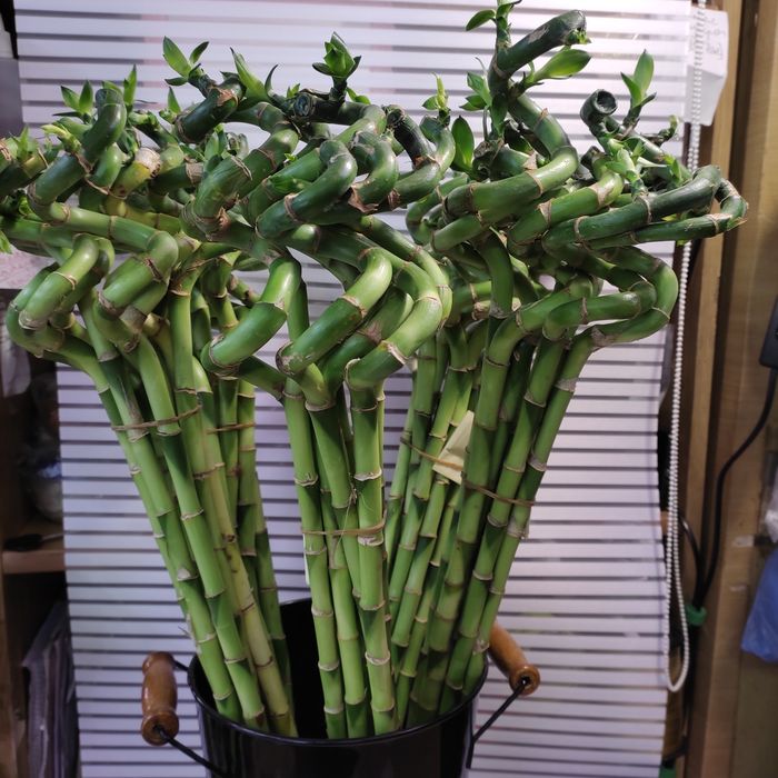 Бамбук спираль 60 и 80см