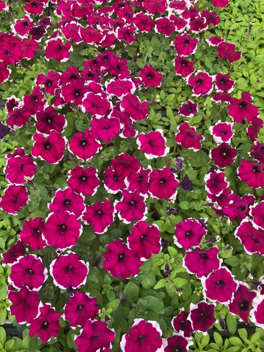 Продам петунию, рассаду овощей