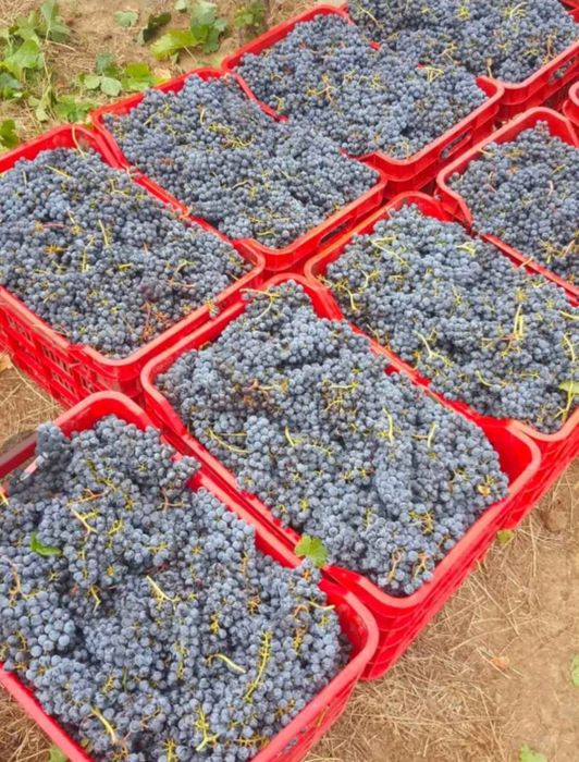 Strugurii de vin