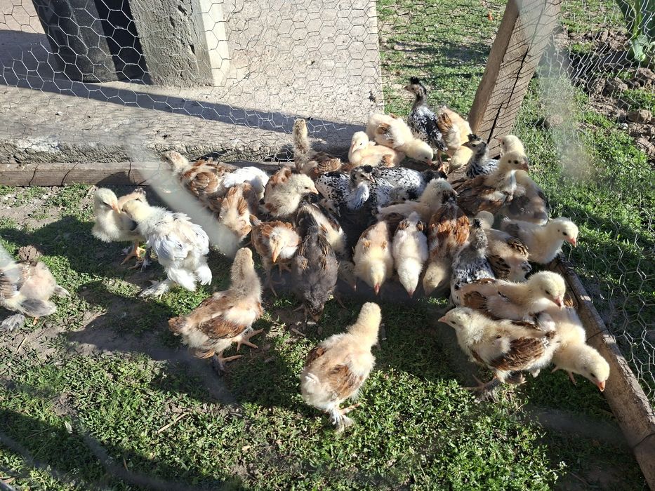 Pui brahma portelan si herminat deschis, mix brahma gaini de țară, australorp, matase japoneza