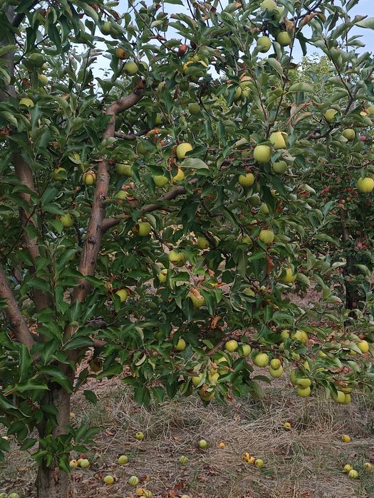 Vând mere de industrie și pentru consum.Prune de țuică și consum