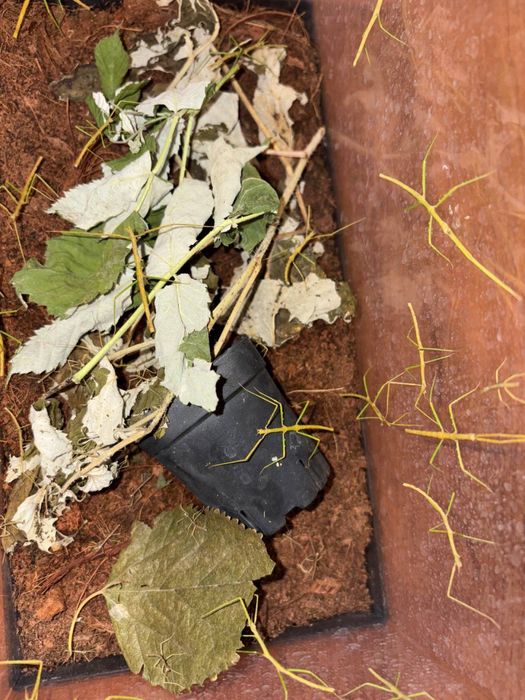 Аннамские палочники