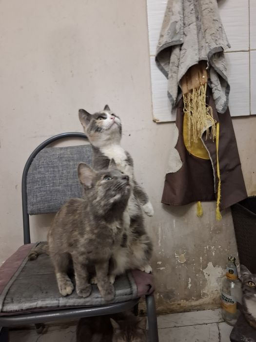Отдам котята  добрый  руки