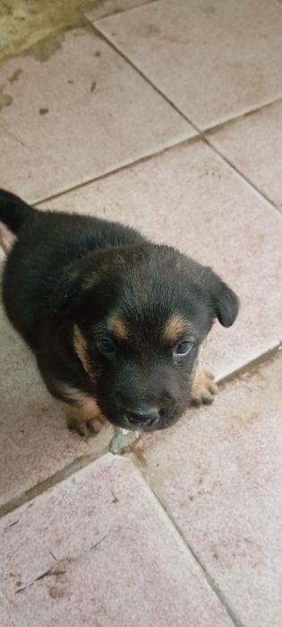 Ratfeler kuchugi sotiladi