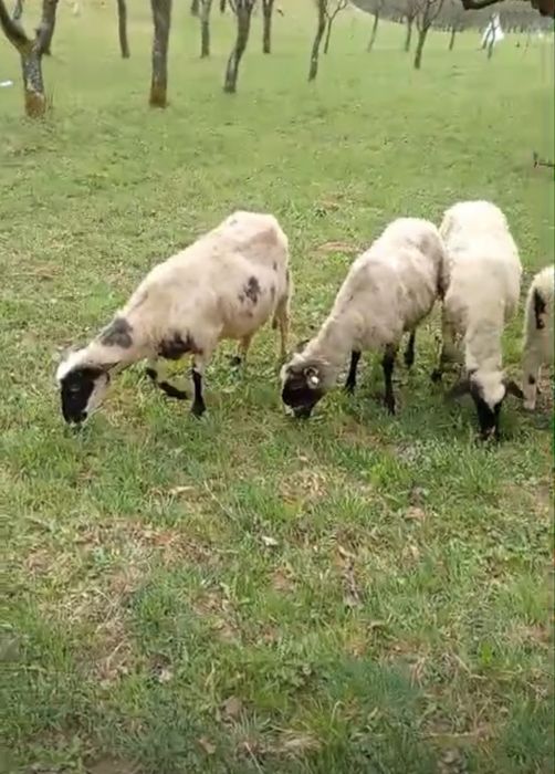 Oi de vanzare (8)