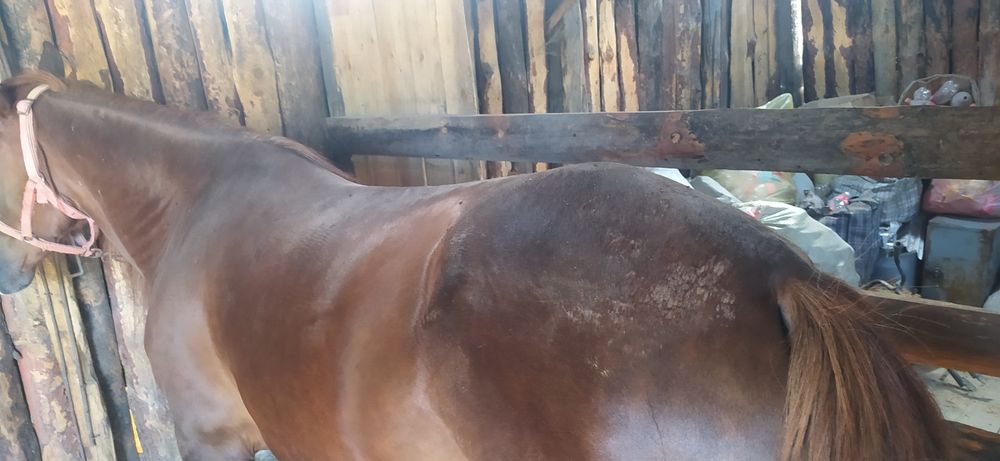 Семіз бие сатамын