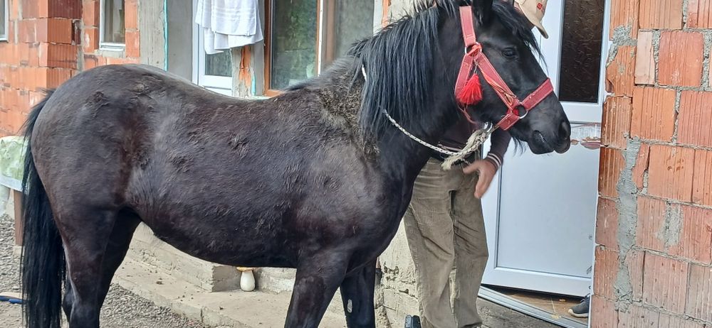 Vând 3 manji cuminți