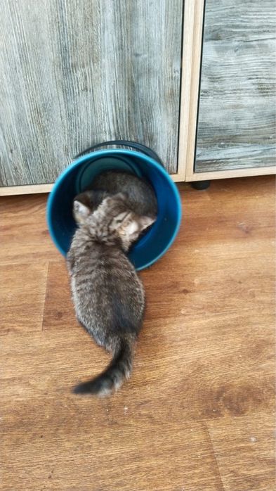 Котята в добрые руки девочки