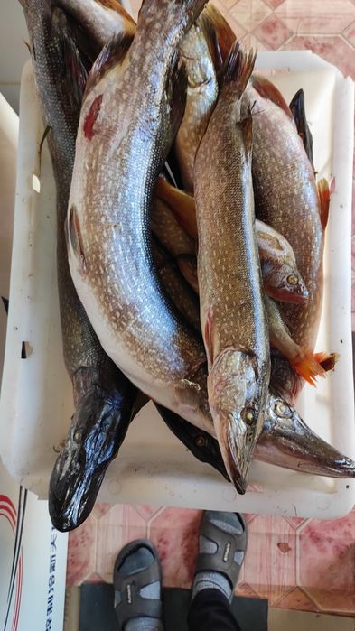 Щука  свежежая .