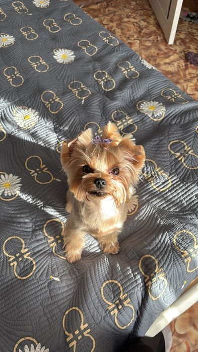 Щенки йоркширского терьера